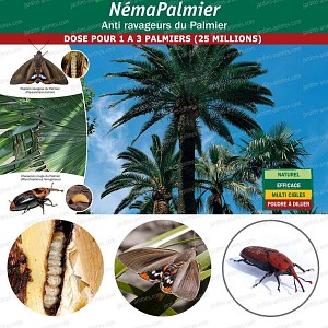 NemaPalmier 25 millions pour 1 à 3 palmiers