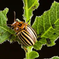 Nematode anti larves de doryphores - 40m2