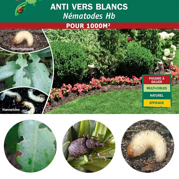 nematodes hb anti vers blancs 1000