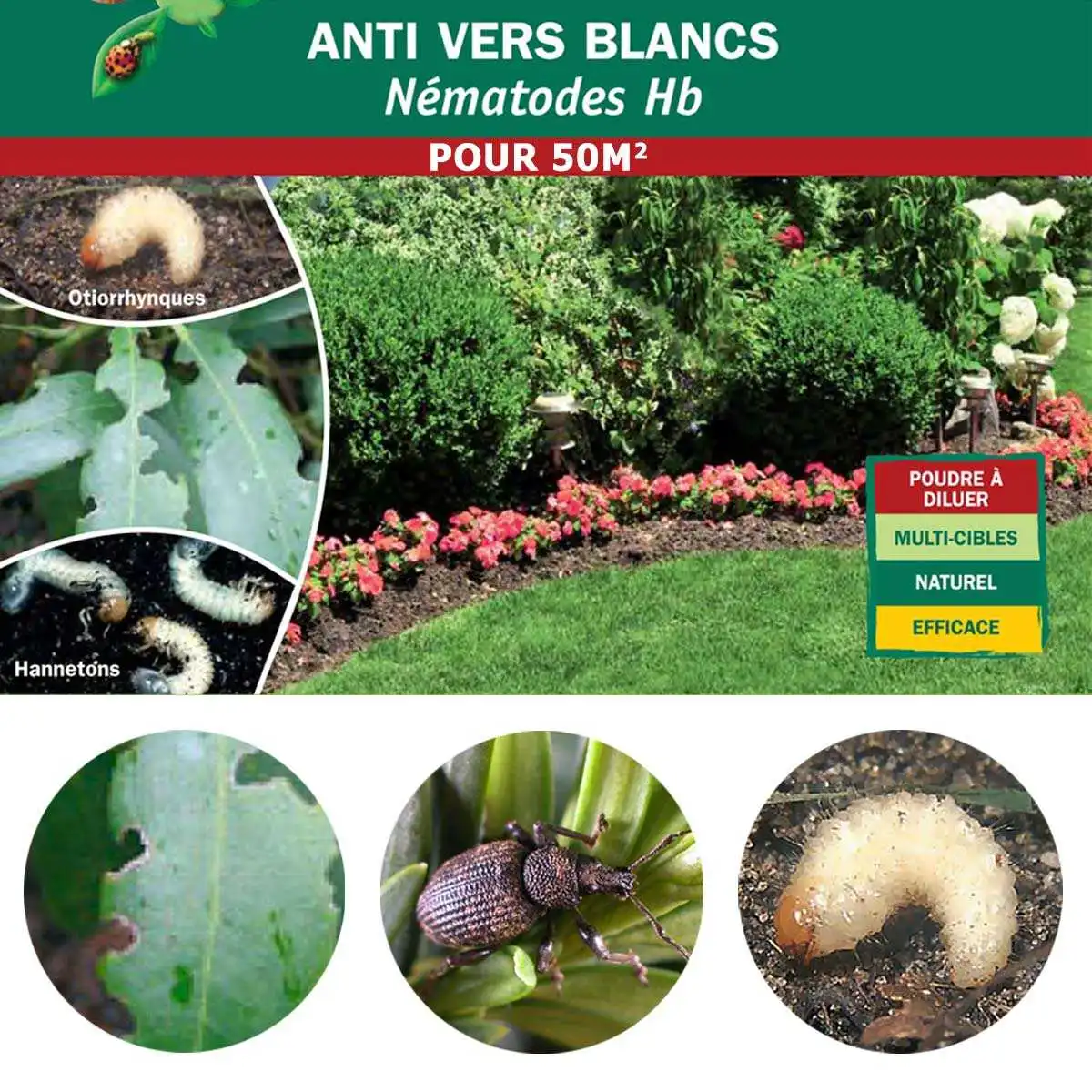 Nématodes anti vers blancs Hannetons et Otiorhynques - 50m2 bio  Nématodes anti vers blancs Hannetons et Otiorhynques - 50m2 bio