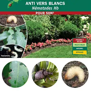 Nématodes anti vers blancs Hannetons et Otiorhynques - 50m2 bio