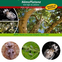 NemaPlatane, Traitement anti tigre du platane
