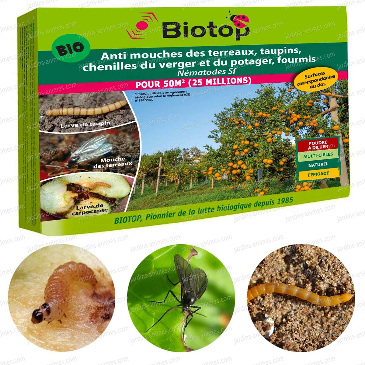 Nematode Sf anti mouche terreaux, chenilles, fourmis 25 millions Anti Mouche Moucherons Bio