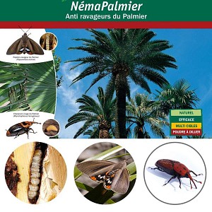 Nematodes contre le papillon du palmier Paysandisia Archon, NemaPalmier
