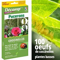 100 oeufs de coccinelles contre pucerons - Plantes basses