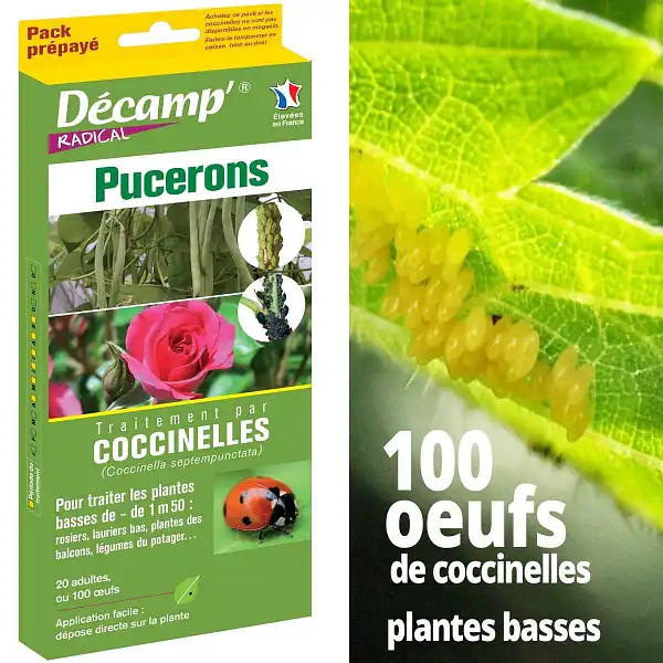 oeufs coccinelle contre pucerons