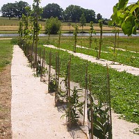 Feutre de paillage bio 5m x 1.05 Paillabio