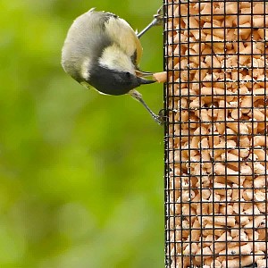 Pépites de graisse végétale pour oiseaux