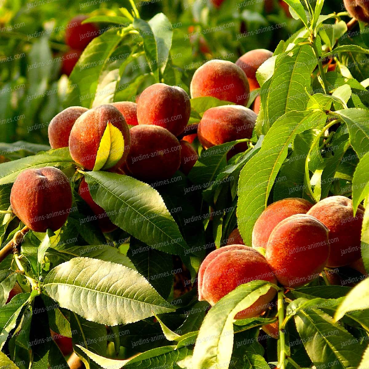 Traitement contre la mouche méditerranéenne des fruits Traitement