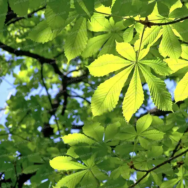 pheromone mineuse marronnier capsule