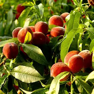 Piège et phéromone mouche méditerranéenne des fruits