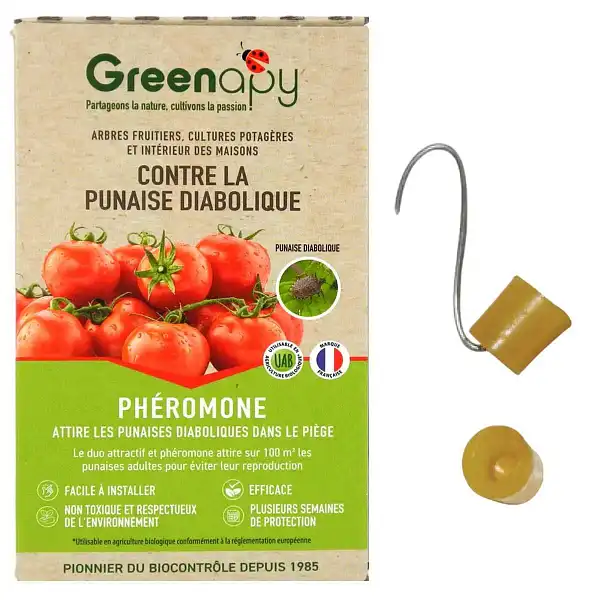 pheromone piege punaise diabolique recto