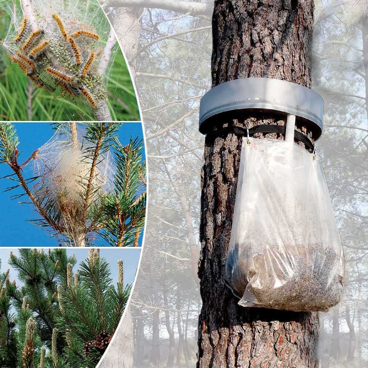 Eco Piège contre chenille processionnaire du pin, vente au ...