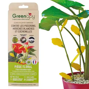 Piège collant anti moucherons, pucerons et cochenilles pour plantes d'intérieur