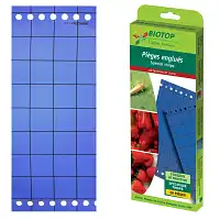 Piège chromatique bleu contre les thrips  Piège chromatique bleu contre les thrips