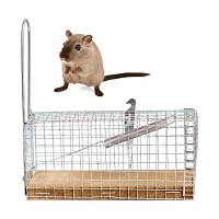 Comment attraper une souris avec un piège ?