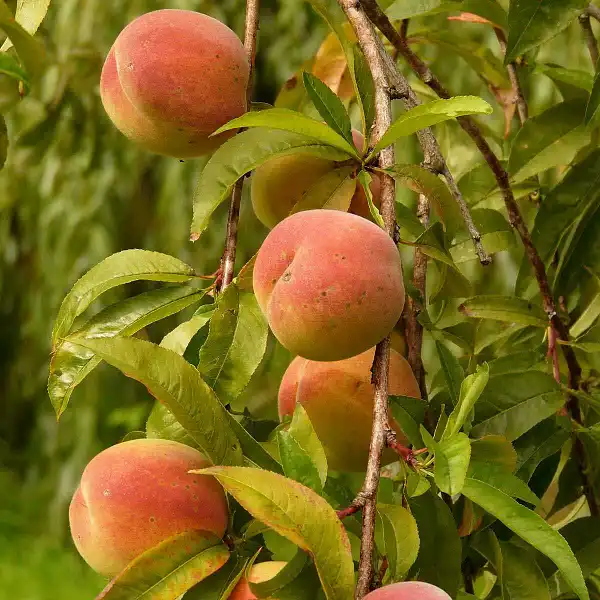 piege pheromone chenille peche