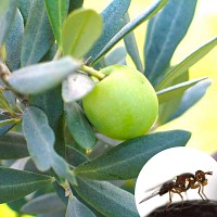 Piège et phéromone mouche de l'olive