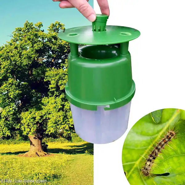 piege pheromone papillon precessionnaire chene