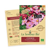 Cosmos bipinnatus graine semence bio