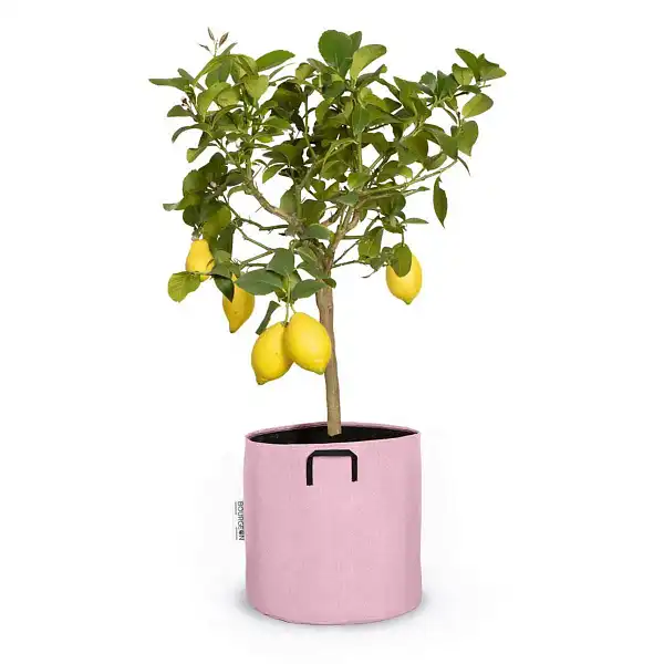 pot arbuste 30cm rose