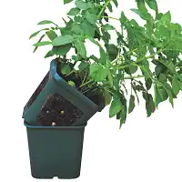 Pot de culture pour pommes de terre