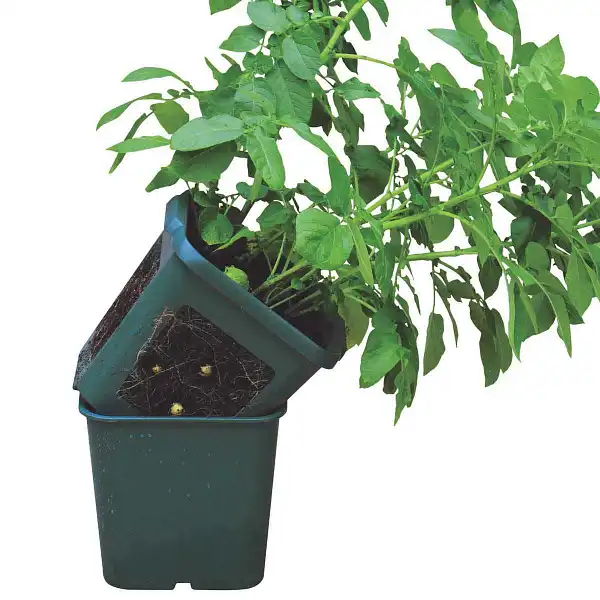 pot culture pommes de terre