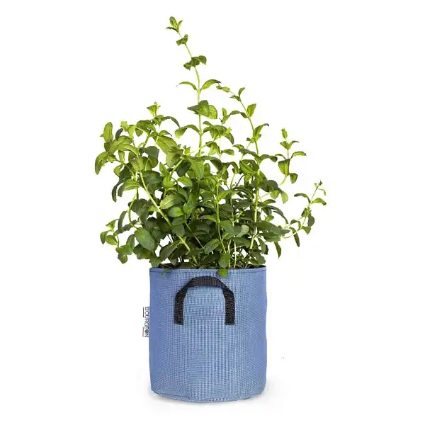 pot jardiniere 20cm bleu