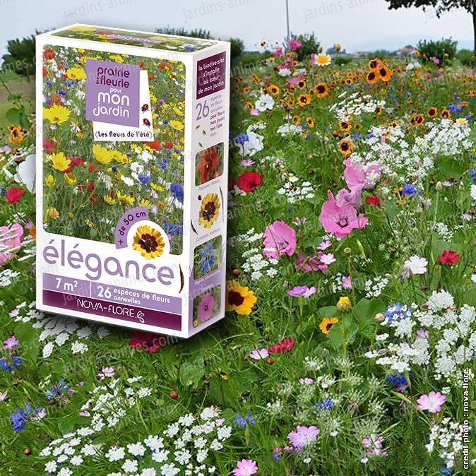 graines de fleurs graines de fleurs