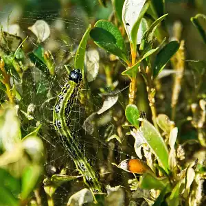 Piège et phéromone contre la pyrale du buis (Cydalima perspectalis)