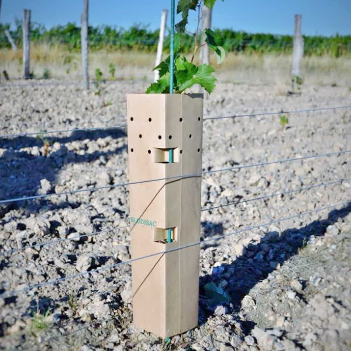 manchon de protection pour arbre ou vigne bisodisac biodégradable 50 cm  fabriqué