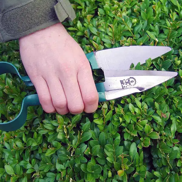 secateur special buis