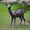 Biche, statue en bronze - Statue animaux de jardin - L. 124 x l. 30 x H. 117 cm