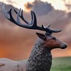 Grand Cerf, statue en bronze - Sculpture animaux de jardin - L. 200 x l. 100 x H. 210 cm