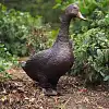 Sculpture oie en bronze - Statue animaux au jardin H. 48cm