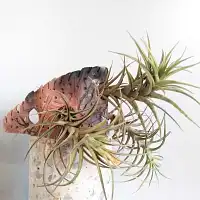Support en céramique et plantes épiphytes Tillandsias