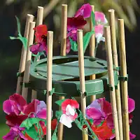 Support tuteur haricot plante grimpante  Support tuteur haricot plante grimpante