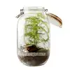 Terrarium à assembler - Plante sous verre DIY