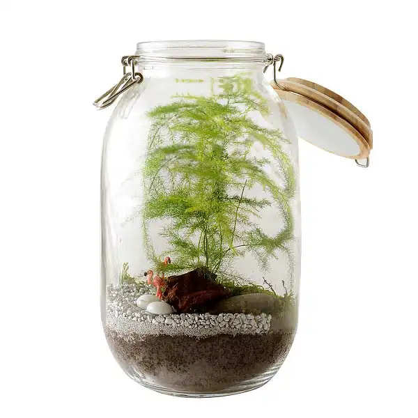 terrarium plante bocal