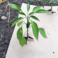 4 feuilles de paillage biodégradables en kraft 120cm
