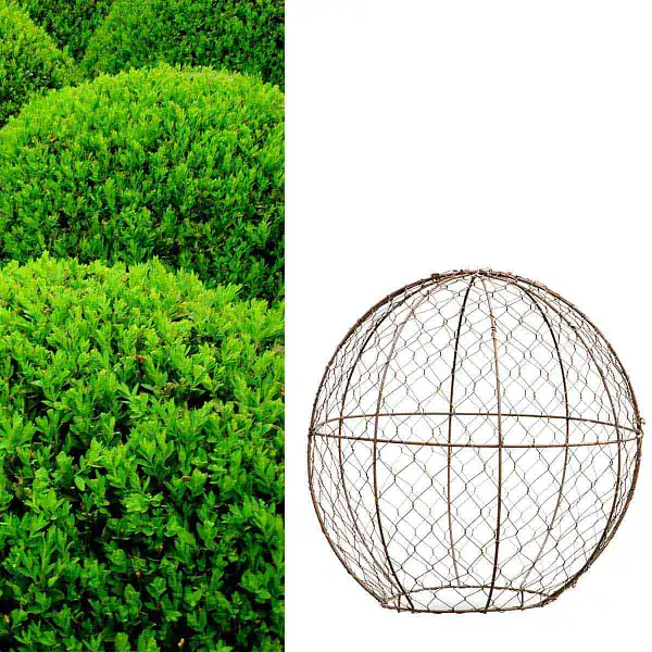 topiaire boule 40 topiaire boule 40
