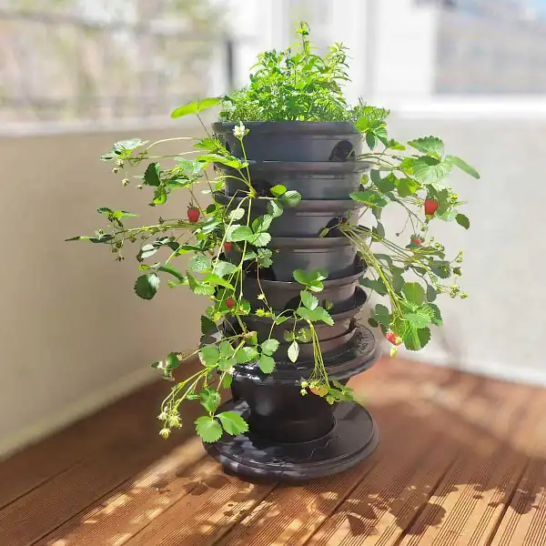 tour de fraise balcon  tour de fraise balcon