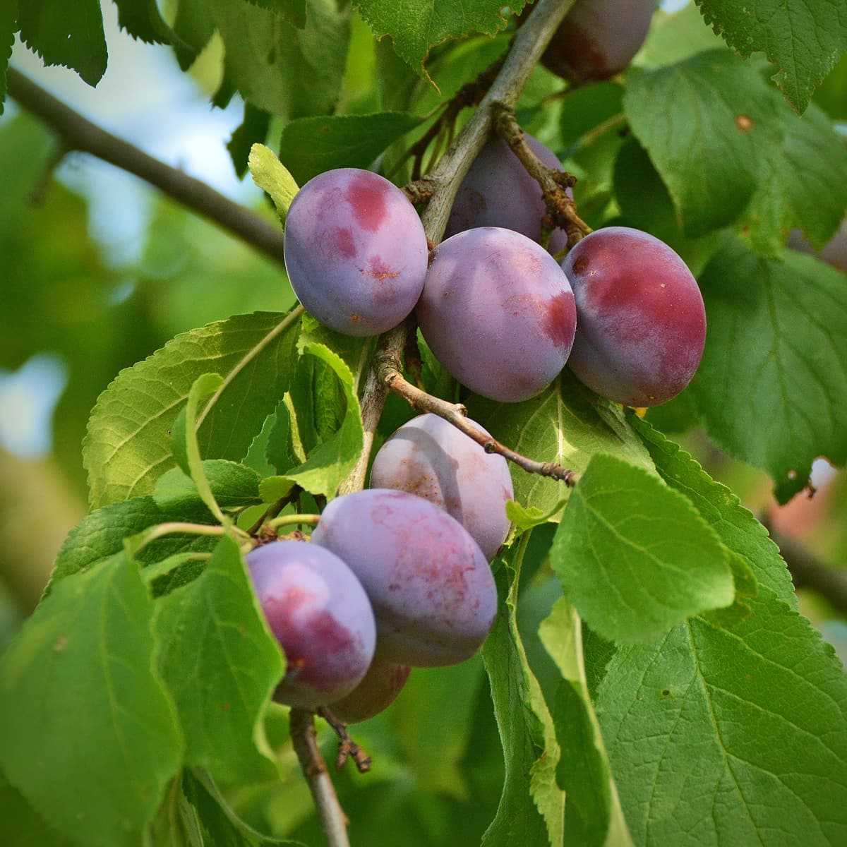 Piège et phéromone carpocapse des prunes