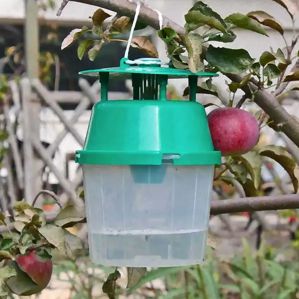 traitement carpocapse pomme poire noix