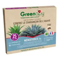 Nématodes Sc contre le charançon de l'agave - 25 millions (3 plantes)
