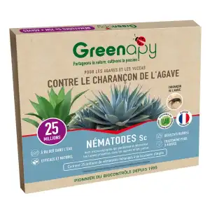 Nématodes Sc contre le charançon de l'agave - 25 millions (3 plantes)