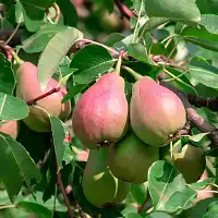 Piège et phéromone zeuzère du poirier ou pommier