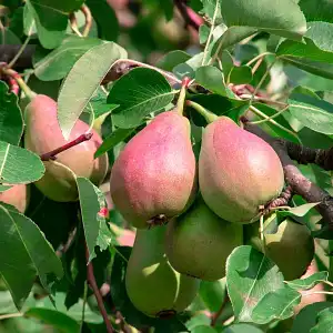 Piège et phéromone zeuzère du poirier ou pommier
