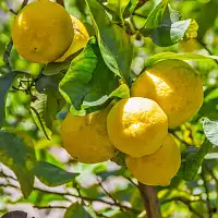 Piège et phéromone mineuse des agrumes