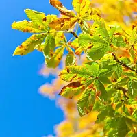 Piège et phéromone mineuse du marronnier